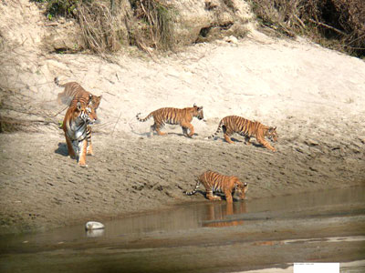 Bardiya National Park