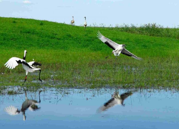 Koshi Tappu Bird Watching Wild Life Tour