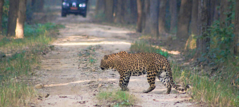 Wildlife Tour In Nepal