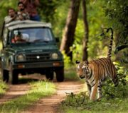Luxury Experience in Chitwan