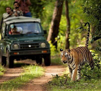 Luxury Experience in Chitwan
