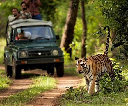 Luxury Experience in Chitwan – The Ultimate Premium Wildlife and Jungle Safari Guide