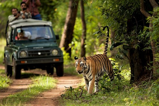 Luxury Experience in Chitwan
