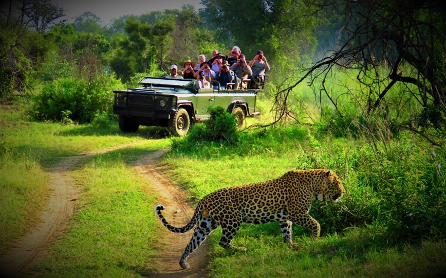Luxury Safari and Jungle Activities