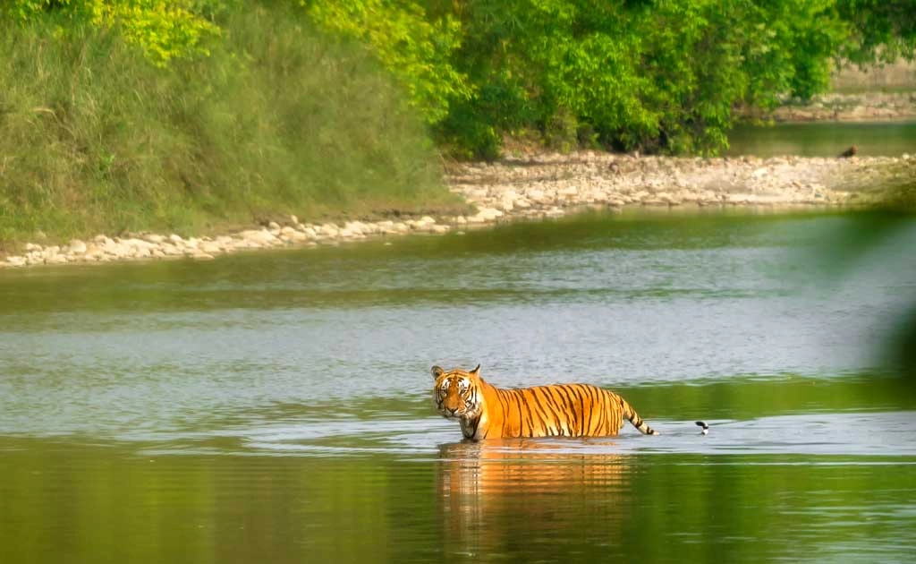 Bardiya National Park Tour