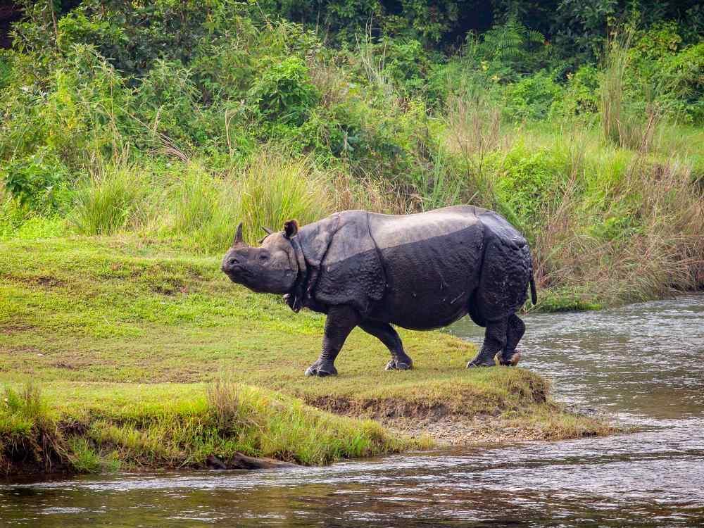 Chitwan National Park Tour