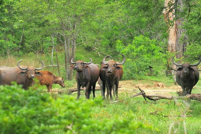 Koshi Tappu Wildlife Reserve Tour